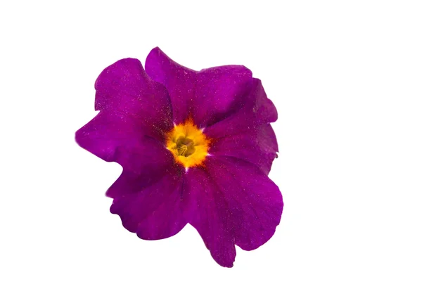 Rosa rosa kronblad begrepp — Stockfoto