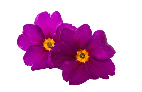 Izole çuha çiçeği rengi — Stok fotoğraf