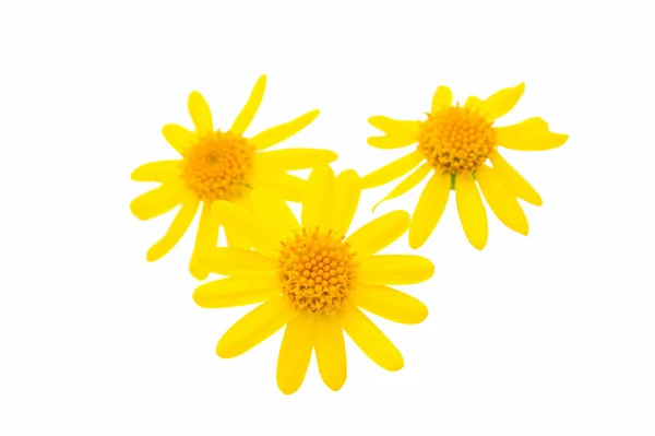 Yellow daisy isolated — Stock Photo, Image