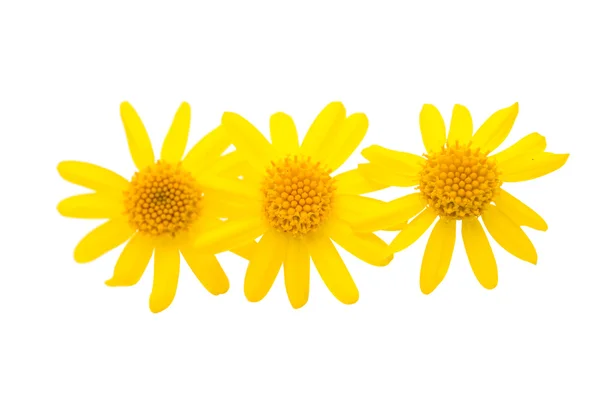 Yellow daisy isolated — Stock Photo, Image