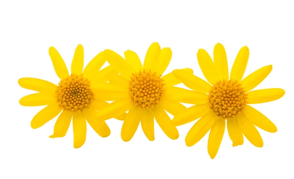 Yellow daisy isolated — Stock Photo, Image