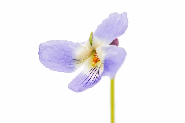 Violett blomma växtbaserade — Stockfoto