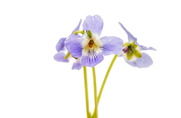 Flor violeta herbario — Foto de Stock