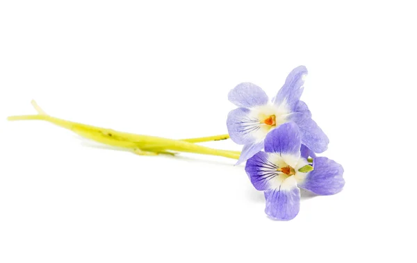 Fialový květ bylinek — Stock fotografie
