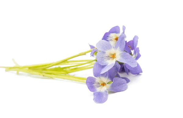 Violet flower herbal — Stock Photo, Image