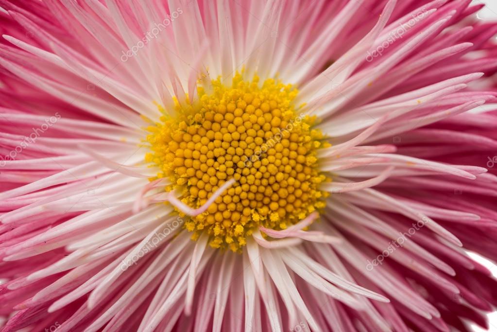 Marguerite flower isolated Stock Photo by ©ksena32 106095122