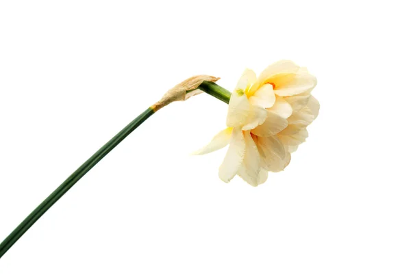 Narcissen geïsoleerde bloeien — Stockfoto