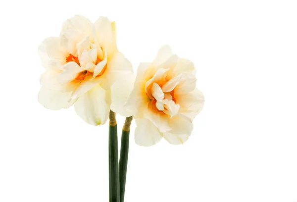 Daffodil isolated florescence — Stock Photo, Image