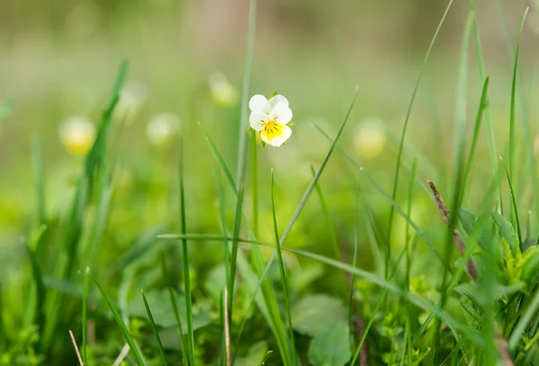 Spring flower beautiful — Stock Photo, Image