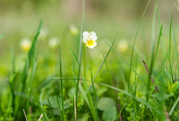 Vacker vårblomma — Stockfoto