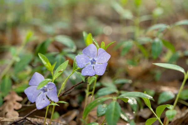 Vacker vårblomma — Stockfoto