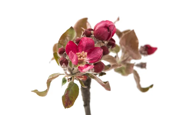 Flores de manzana aisladas —  Fotos de Stock