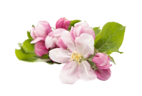 Flores de manzana aisladas — Foto de Stock