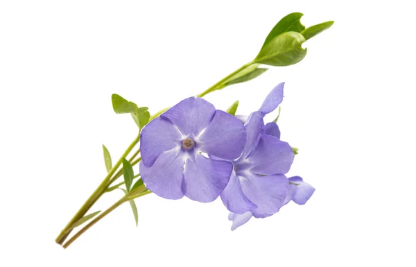 Flor azul periwinkle aislado —  Fotos de Stock