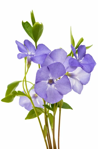 Blå blomma periwinkle isolerade — Stockfoto