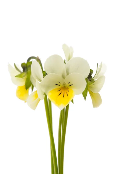 Flor de pansy isolado — Fotografia de Stock