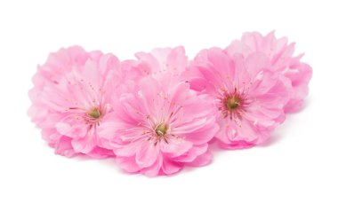 badem blossoms.flower 