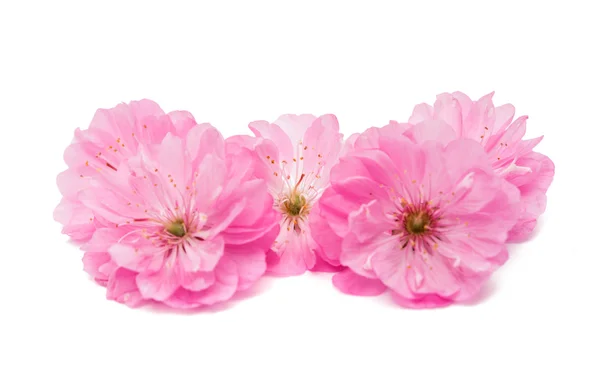 Mandelblüten.Blume — Stockfoto