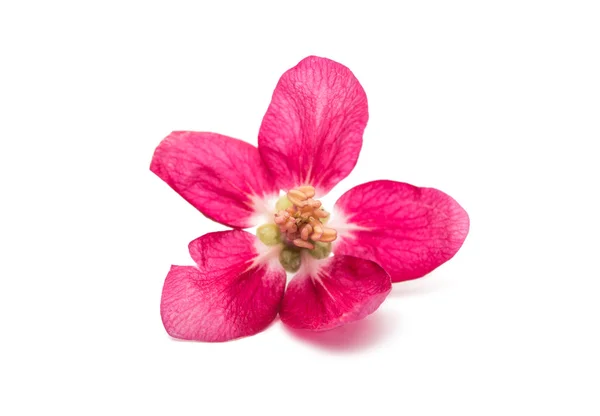 Fleur de pommier isolée — Photo