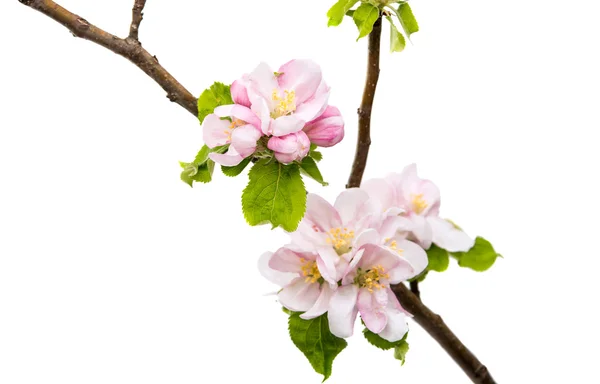 Mandlové blossoms.flower — Stock fotografie