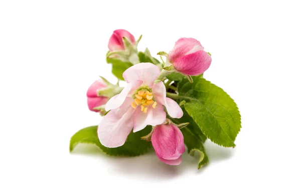 Flores de almendras. Flor — Foto de Stock