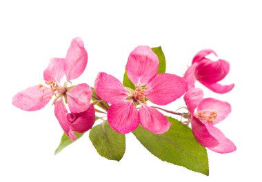 elma izole pembe çiçekler 