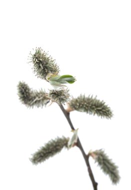 kedi willows şubeleri 