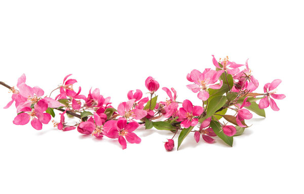 pink flowers of apple isolated 