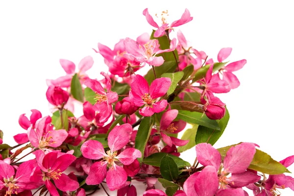 Flores rosadas de manzana aisladas — Foto de Stock