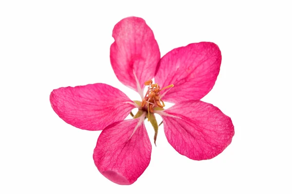 Fiori rosa di mela isolati — Foto Stock