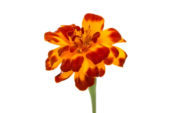 Marigold flowers isolated — Stock Photo, Image