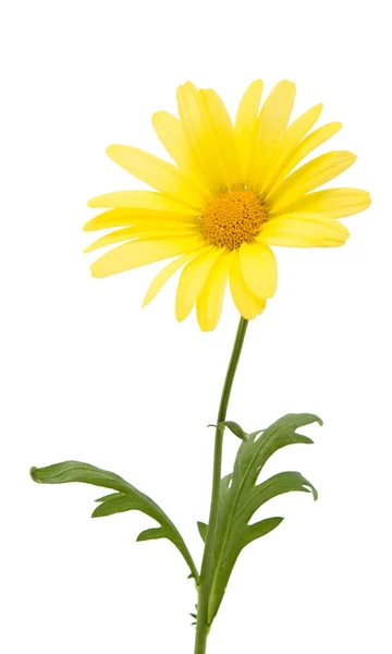 Yellow daisies isolated — Stock Photo, Image