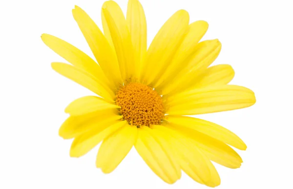 Gelbe Gänseblümchen isoliert — Stockfoto
