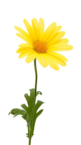 Marguerites jaunes isolées — Photo