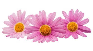 pembe daisy izole 