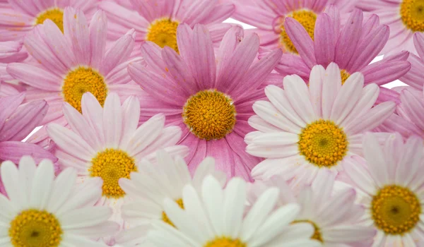 Pink daisy isolated — Stock Photo, Image