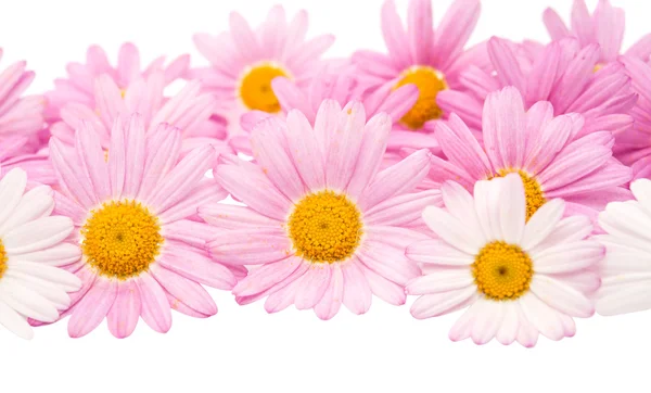 Pink daisy isolated — Stock Photo, Image