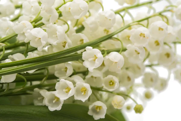 A bouquet of lily of the valley close-up — Stock Photo, Image