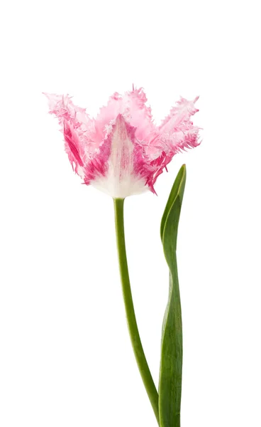 Tulipan różowy na białym tle — Zdjęcie stockowe