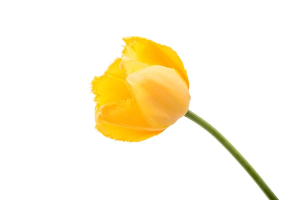 Yellow tulip isolated — Stock Photo, Image