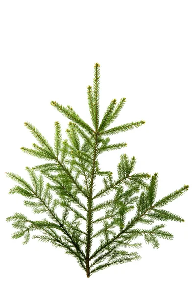 Isolerad spruce grön — Stockfoto