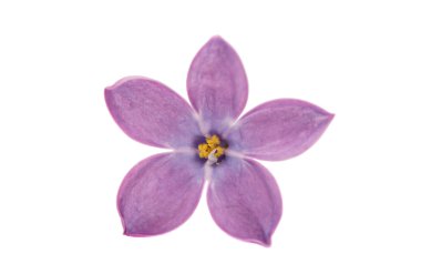 Leylak çiçeği izole 