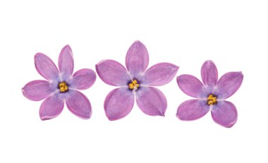 Leylak çiçeği izole 