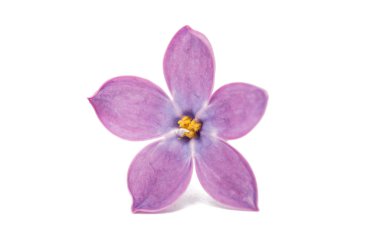 Leylak çiçeği izole 