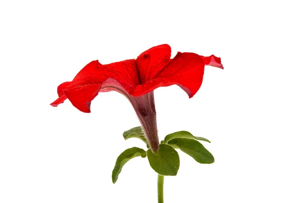 Flor de petúnia vermelha isolada — Fotografia de Stock