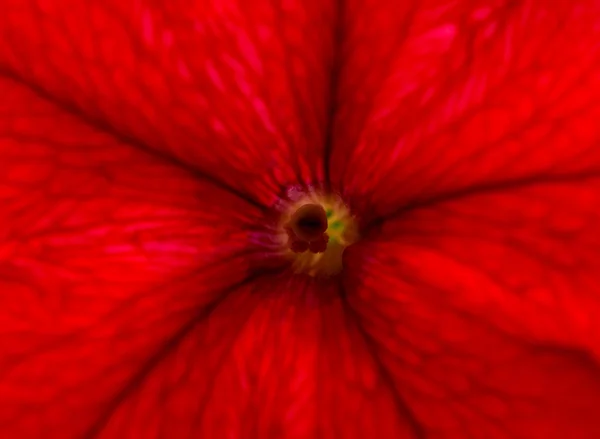 Červený květ Petúnie closeup — Stock fotografie