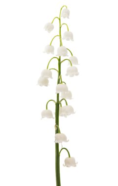  Zambak vadideki izole 