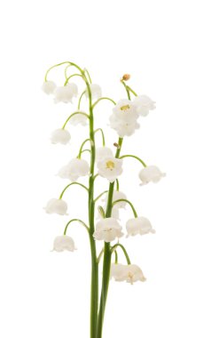  Zambak vadideki izole 