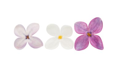 Leylak çiçeği izole