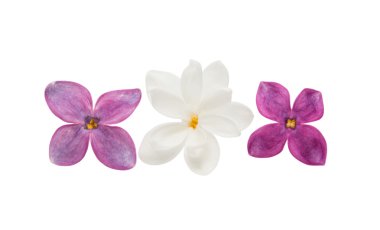 Leylak çiçeği izole